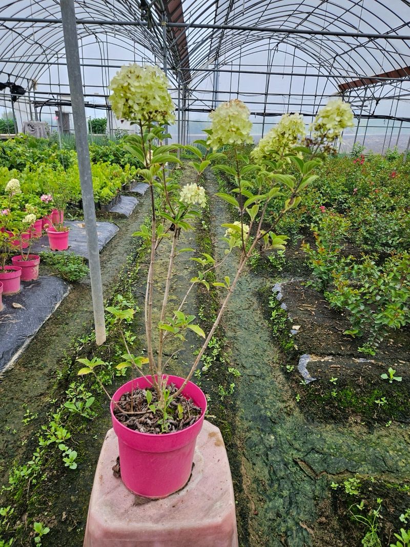 일심묘목농원님의 장터 판매 상품 [목수국(백수국) 4년생 개화주 포트묘] 첨부 사진