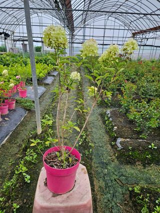 일심묘목농원님의 작성글 사진