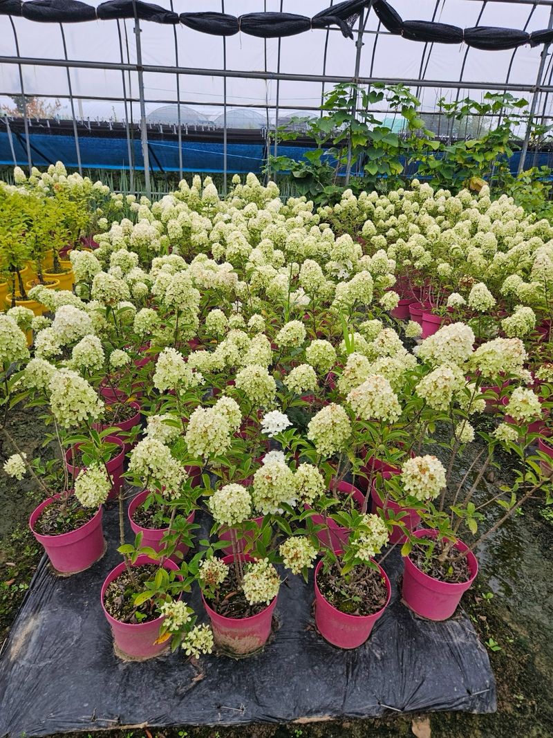 일심묘목농원님의 장터 판매 상품 [목수국(백수국) 4년생 개화주 포트묘] 첨부 사진