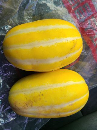 윤상교 님의 내 농사 경력 자랑하기 · 참여 작성글 사진