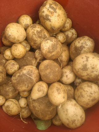 윤상교 님의 내 농사 경력 자랑하기 · 참여 작성글 사진