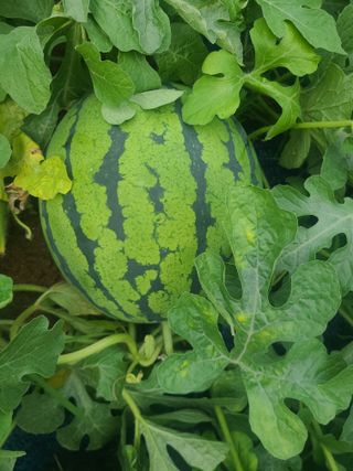 윤상교 님의 내 농사 경력 자랑하기 · 참여 작성글 사진