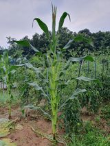 팜모닝 내 농사 경력 자랑하기·참여 게시글 이미지