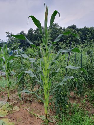 민병직님의 내 농사 경력 자랑하기 · 참여 작성글 사진