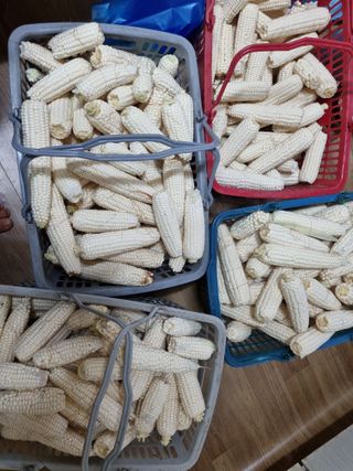 김미경님의 내 농사 경력 자랑하기 · 참여 작성글 사진