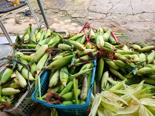 김미경님의 내 농사 경력 자랑하기 · 참여 작성글 사진