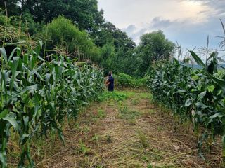 김미경님의 내 농사 경력 자랑하기 · 참여 작성글 사진