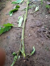 팜모닝 참깨·병해충상담 게시글 이미지