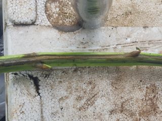 김명규님의 참깨 · 병해충상담 작성글 사진