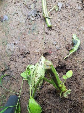 김명규님의 참깨 · 병해충상담 작성글 사진