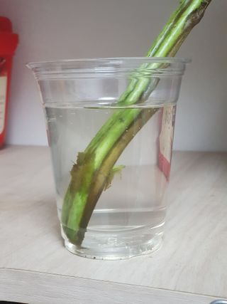 김명규님의 참깨 · 병해충상담 작성글 사진