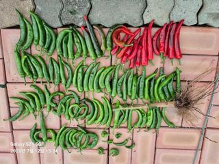 (복조리농장)김찬두님의 고추 · 병해충상담 작성글 사진