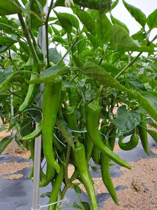 김금옥님의 내 농사 경력 자랑하기 · 참여 작성글 사진