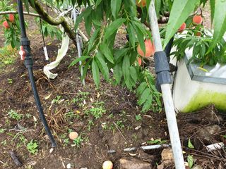 청도군님의 복숭아 · 영농일지 작성글 사진