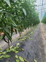 팜모닝 내 농사 경력 자랑하기·참여 게시글 이미지