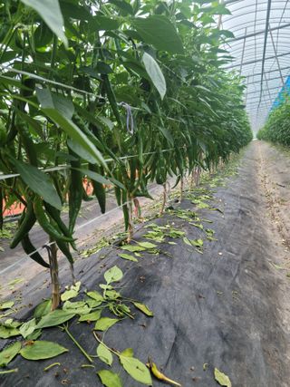 전남 장흥 장주하님의 내 농사 경력 자랑하기 · 참여 작성글 사진