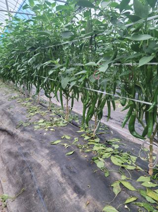 전남 장흥 장주하님의 내 농사 경력 자랑하기 · 참여 작성글 사진