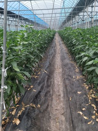 전남 장흥 장주하님의 내 농사 경력 자랑하기 · 참여 작성글 사진