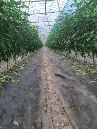 전남 장흥 장주하님의 내 농사 경력 자랑하기 · 참여 작성글 사진