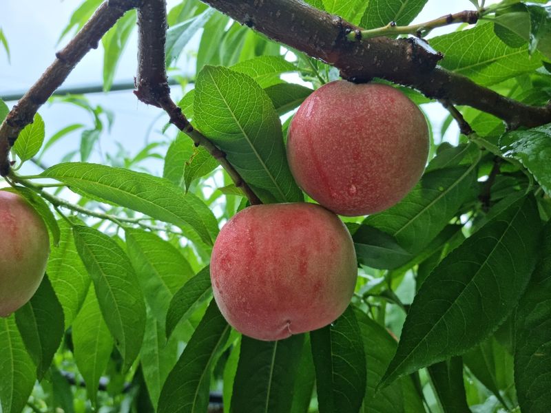 장터 상품 [[특가] 대극천 복숭아 4kg] 썸네일