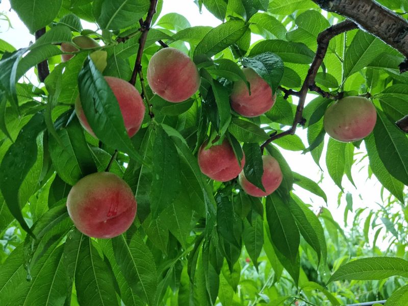 사계절농산님의 장터 판매 상품 [[특가] 대극천 복숭아 4kg] 첨부 사진