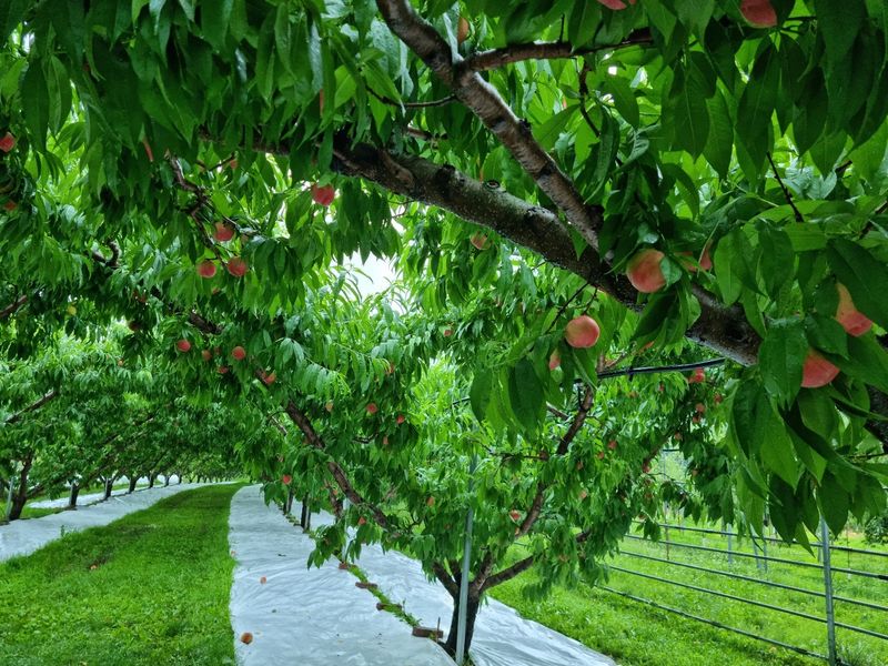 사계절농산님의 장터 판매 상품 [[특가] 대극천 복숭아 4kg] 첨부 사진