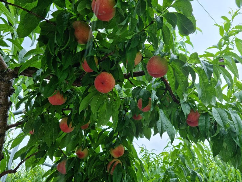 사계절농산님의 장터 판매 상품 [[특가] 대극천 복숭아 4kg] 첨부 사진