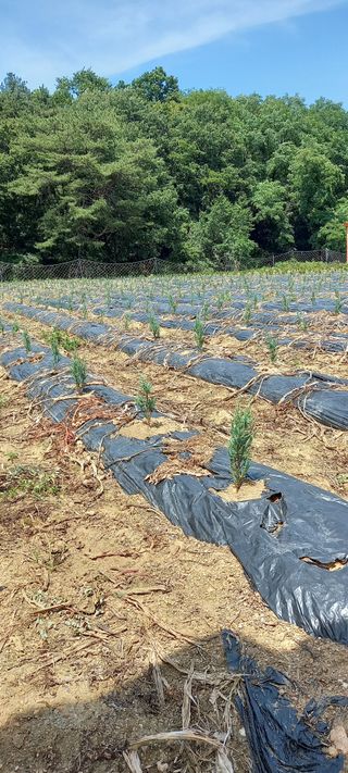 김대현(청솔)님의 내 농사 경력 자랑하기 · 참여 작성글 사진
