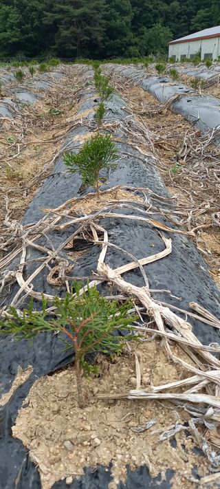 김대현(청솔)님의 내 농사 경력 자랑하기 · 참여 작성글 사진