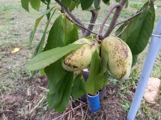 통통통님의 기타작물 · 자유게시판 작성글 사진