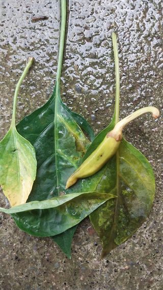 정호욱님의 고추 · 병해충상담 작성글 사진