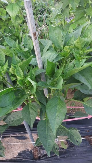 정호욱님의 고추 · 병해충상담 작성글 사진