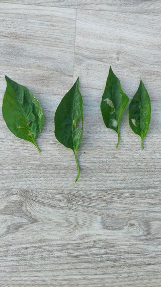 정호욱님의 고추 · 병해충상담 작성글 사진