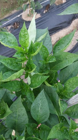 정호욱님의 고추 · 병해충상담 작성글 사진