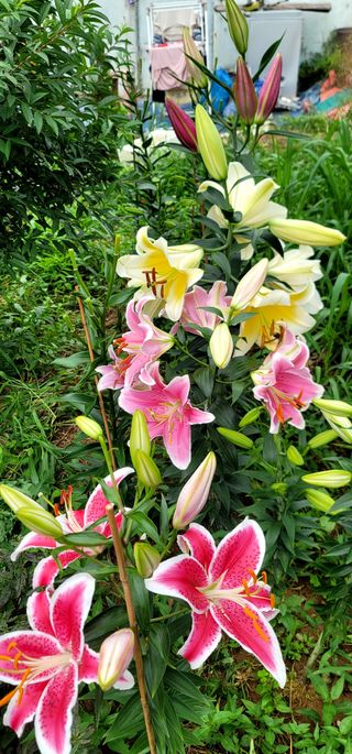 와일드에니멀님의 내 농사 경력 자랑하기 · 참여 작성글 사진