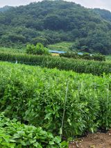 팜모닝 참깨·자유게시판 게시글 이미지