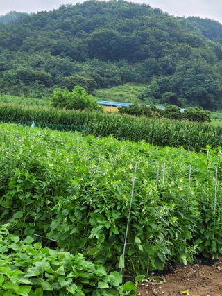 김유숙님의 참깨 · 자유게시판 작성글 사진