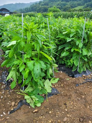 김유숙님의 참깨 · 자유게시판 작성글 사진