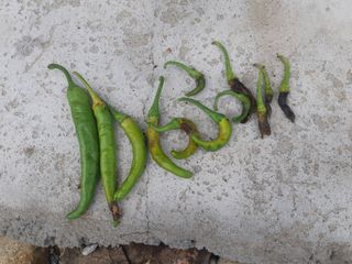 신 난다님의 고추 · 병해충상담 작성글 사진