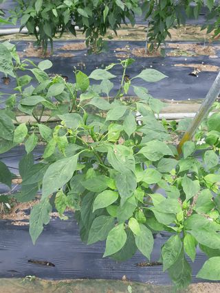 신 난다님의 고추 · 병해충상담 작성글 사진