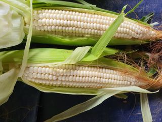 정기수님의 내 농사 경력 자랑하기 · 참여 작성글 사진