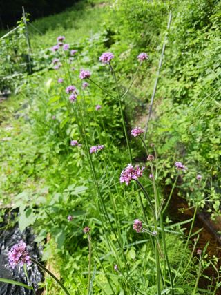 혁이네농원님의 내 농사 경력 자랑하기 · 참여 작성글 사진