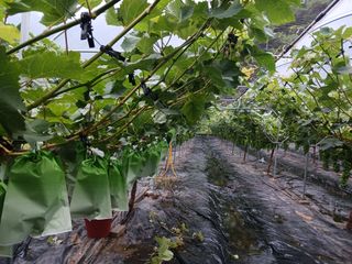 혁이네농원님의 내 농사 경력 자랑하기 · 참여 작성글 사진