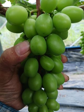 혁이네농원님의 내 농사 경력 자랑하기 · 참여 작성글 사진