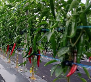 혁이네농원님의 내 농사 경력 자랑하기 · 참여 작성글 사진