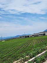 팜모닝 내 농사 경력 자랑하기·참여 게시글 이미지