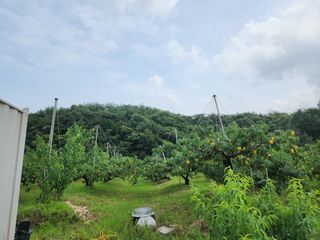 이양순님의 복숭아 · 자유게시판 작성글 사진