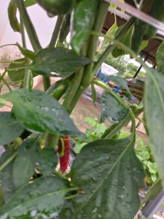 블루베리님의 고추 · 병해충상담 작성글 사진