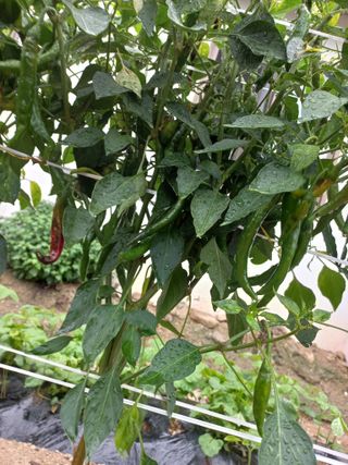 블루베리님의 고추 · 병해충상담 작성글 사진