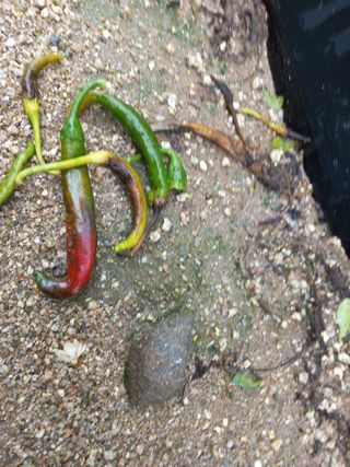 블루베리님의 고추 · 병해충상담 작성글 사진